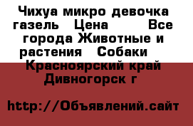 Чихуа микро девочка газель › Цена ­ 65 - Все города Животные и растения » Собаки   . Красноярский край,Дивногорск г.